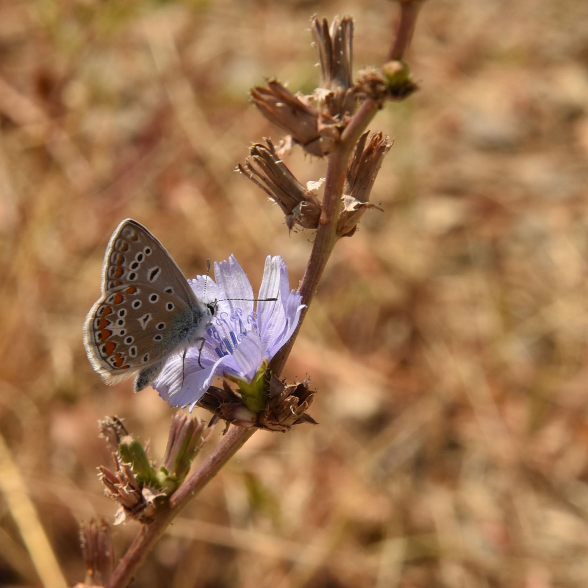 Posé sur la fleur